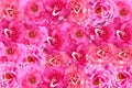 Pink damask rose flower pattern background Royalty Free Stock Photo