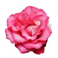 Pink damask rose flower Royalty Free Stock Photo