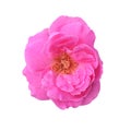 Pink damask rose flower Royalty Free Stock Photo