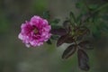 Pink Dmask Rose