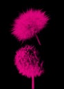 Pink dandelions on a black background for your ideas