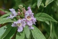 Pink Dawn x Chitalpa tashkentensis trumpet-shaped pinkish flowers