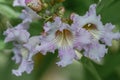 Pink Dawn x Chitalpa tashkentensis trumpet-shaped flowers in close-up