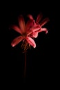 Pink Day Lilly Flower with wet petals in the dark Royalty Free Stock Photo