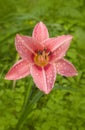 Pink daylily in drops of dew Royalty Free Stock Photo