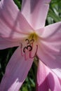 Pink Daylily Flower