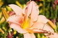 Pink daylily Royalty Free Stock Photo