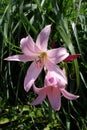 Pink Daylily Flowers
