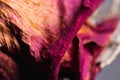 Pink dead dried rose flower petal close up still