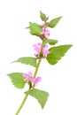 Pink dead-nettle (Lamium orvala),