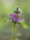 Pink dead nettle in natural surroundings. Lamium ovata.