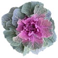 Pink decorative cabbage, ornamental kale