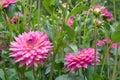 Pink decorative Dahlias with rain drops Foliage