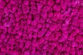 Pink decorative moss texture. Wall from moss background Royalty Free Stock Photo