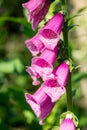 Pink decorative tall foxglove with beautiful flowering inflorescences in the garden country yard. Royalty Free Stock Photo