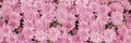 Pink delicate chrysanthemum blossom, banner panoramic background golden-daisy horizontal photography