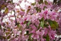 Pink delicate color of spring sakuri. Japanese tree.