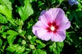 Pink delicate flower of Cornus kousa tree, commonly known as ousa, kousa, Chinese, Korean and Japanese dogwood, and green leaves Royalty Free Stock Photo