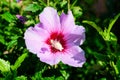 Pink delicate flower of Cornus kousa tree, commonly known as ousa, kousa, Chinese, Korean and Japanese dogwood, and green leaves Royalty Free Stock Photo