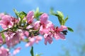 Pink delicate flowers of apple trees on a background of blue sky. Warm spring sunny day. The beginning of a new life Royalty Free Stock Photo