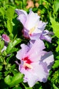 Pink delicate flowers of Cornus kousa tree, commonly known as ousa, kousa, Chinese, Korean and Japanese dogwood, and green leaves Royalty Free Stock Photo