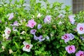 Pink delicate flowers of Cornus kousa tree, commonly known as ousa, kousa, Chinese, Korean and Japanese dogwood, and green leaves