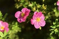Pink and delicate flowers of the erect calgary Potentilla close-up