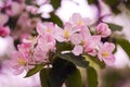 Pink delicate and fragrant apple blossoms in spring