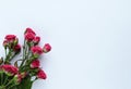 Pink delicate roses on white background