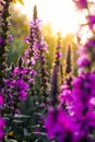 Pink delphinium flowers