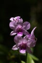 Pink dendrobium flowers on a dark green background on a gleam