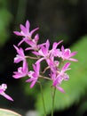 Pink Dendrobium Orchid