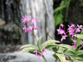 Pink Dendrobium Orchid