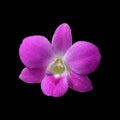Pink dendrobium orchid flowers