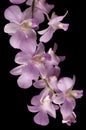 Pink Dendrobium orchid isolated on black