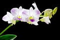 Pink Dendrobium orchid of Thailand