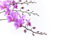 Pink Dendrobium orchid on white background