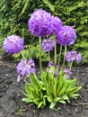 Pink Denticulata in garden.