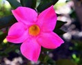 Pink Desert Rose also known by the names Adenium obesum, Impala lily,Mock azalea,Sabi star,Kudu flower. Royalty Free Stock Photo