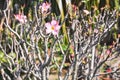 Pink desert rose blooming with branches background. Royalty Free Stock Photo