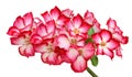 Pink desert rose. Royalty Free Stock Photo
