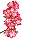 Pink desert rose. Royalty Free Stock Photo