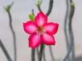 Pink Desert Rose Flower Blooming in The Center Royalty Free Stock Photo