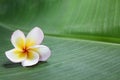 Pink desert rose flower Frangipani flower