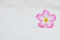 Pink desert rose flower on muslin fabric Royalty Free Stock Photo