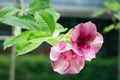 Pink desert rose flower Royalty Free Stock Photo