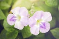 Pink Desert rose flower (Other names are desert rose, Mock Azalea, Pinkbignonia, Impala lily, Adenium obesum, Chuanchom) Royalty Free Stock Photo