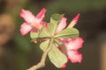 Pink Desert rose flowers