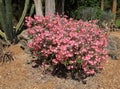 Pink Desert Rose in Full Bloom