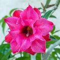 Pink desert rose, impala lily, adenium, azalea Royalty Free Stock Photo